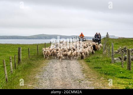 Mit Quad-Bikes Schafe für die Scherung auf West Burra in den Shetland-Inseln zu hüten. Stockfoto