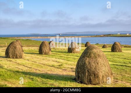 Heuernte auf einer Croft in der Nähe von Hamnavoe auf der Insel Yell, Shetland. Mit Loch von Galtagarth und Hamna Voe im Hintergrund. Stockfoto