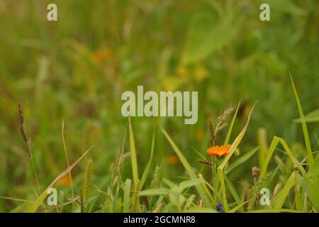 Eine orangefarbene Calendula officinalis (Garten Ringelblume) auf dem Feld Stockfoto