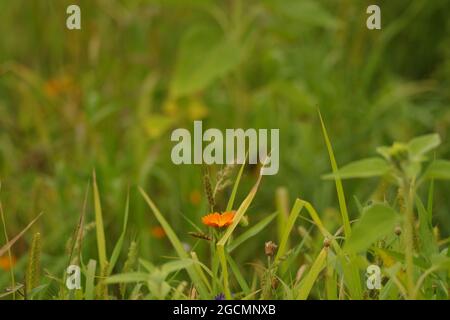 Eine orangefarbene Calendula officinalis (Garten Ringelblume) auf dem Feld Stockfoto