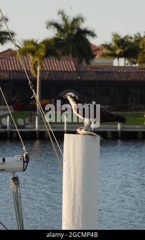 fischadler, stehend auf weißen Anhäufungen, Talon auf gefangenen Fischen, Seitenansicht, Wasser, Vogel, Tierwelt, raptor, Pandion haliaetus, Familie der Falken und Adler, FL, Florida Stockfoto