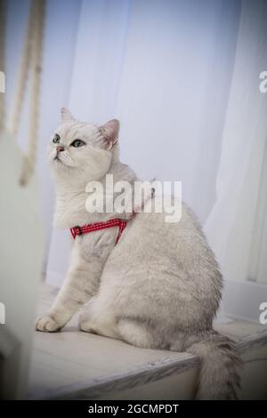 Eine Erwachsene Katzenrasse schottische Chinchilla mit geraden Ohren in einer roten Leine wartet auf einen Spaziergang Stockfoto