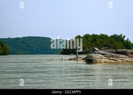 Susquehanna River Szene, Vögel auf Felsen im Wasser, Möwen, Blaureiher, Tierwelt, grüne Vegetation, Natur, Water Trail, Conowingo Reservoir, PE Stockfoto