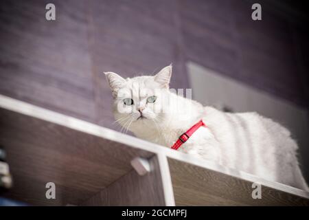 Eine Erwachsene Katzenrasse schottische Chinchilla mit geraden Ohren in einer roten Leine wartet auf einen Spaziergang Stockfoto