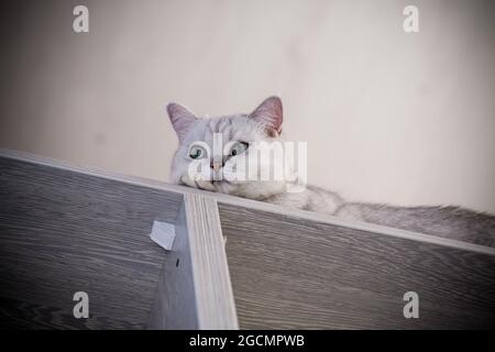 Erwachsene Katze Pedigree Scottish Chinchilla geraden Ohren, zu Hause. Stockfoto