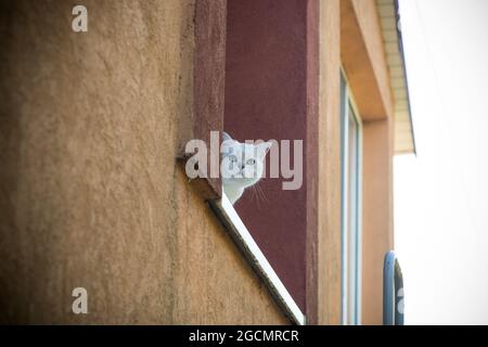 Die schottische Chinchilla-Katze mit geraden Ohren sitzt an der frischen Luft auf dem Fensterbrett Stockfoto