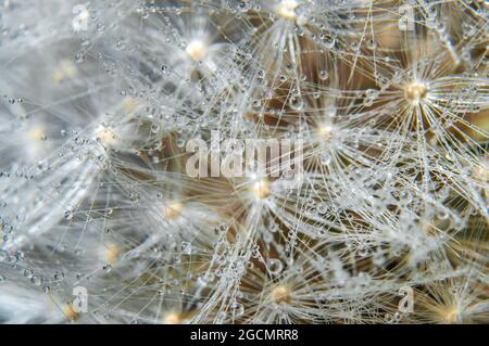 Makrofoto von Dandelion mit bunten Wassertropfen. Abstraktes Grafikelement Stockfoto