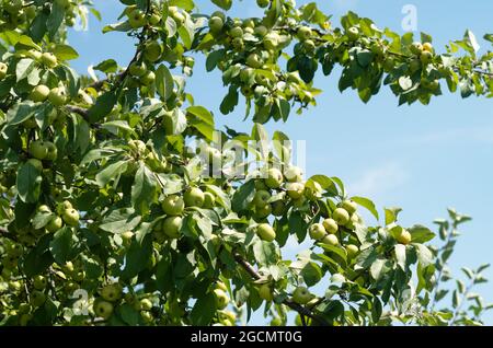 Äste eines wilden Apfelbaums mit vielen grünen Äpfeln.Gegen den blauen Himmel. Stockfoto