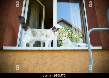 Zwei Stammkatzen Ragdoll und schottische Chinchilla sitzen auf der Fensterbank und beobachten die Straße Stockfoto