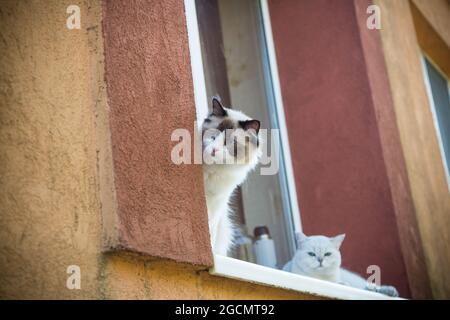 Zwei Stammkatzen Ragdoll und schottische Chinchilla sitzen auf der Fensterbank und beobachten die Straße Stockfoto