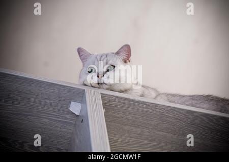 Erwachsene Katze Pedigree Scottish Chinchilla geraden Ohren, zu Hause. Stockfoto