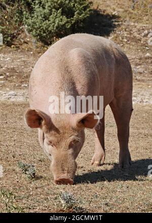 Schwein grast das kleine Gras, das auf einer Weide übrig ist, Sus scrofa domesticus, Suidae Stockfoto