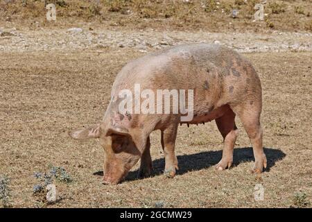 Schwein grast das kleine Gras, das auf der Weide übrig ist, Sommer, latium, italien Stockfoto