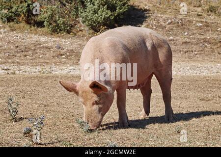 Schwein grast das kleine Gras auf einer Alm, Sommer, latium, italien Stockfoto