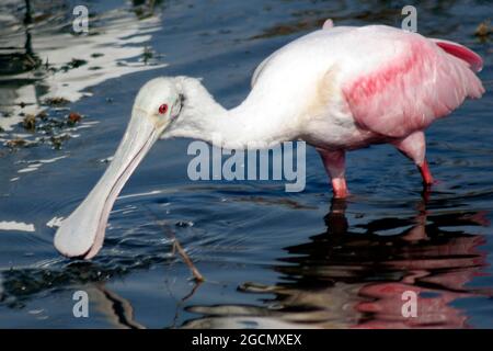 Roseate Spoonbill, Merritt Island NWR, Florida Stockfoto