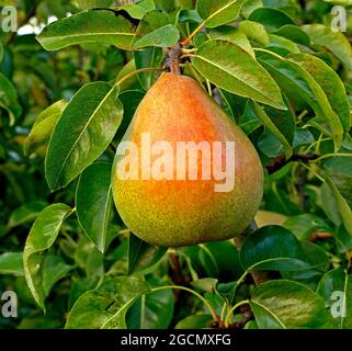 Birne 'Doyenne du Comice', Pyrus communis, Birnen wächst auf Baum, Garten, Obst Stockfoto