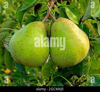 Birne 'Doyenne du Comice', Pyrus communis, Birnen wächst auf Baum, Garten, Obst Stockfoto