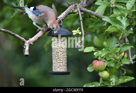 Jay Isst Nüsse Stockfoto