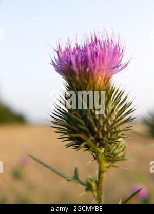 Eine blühende schottische Distel (Cirsium vulgare) am Rand eines Ackerfeldes bei Sonnenuntergang. Auch bekannt als Schwarzer Distel, gewöhnlicher Distel und Speerdistel. Stockfoto