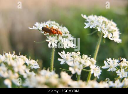 Zwei gewöhnliche rote Soldatenkäfer (Rhagonycha fulva) paaren sich auf den weißen Blüten von Hogweed (Heracleum sphondylium), auch bekannt als Cow Pastinak Stockfoto