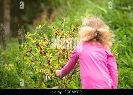 Junge 4-jährige neugierige Kind pflücken und essen hoch giftige Daphne mezereum rote Beere aus dem Busch. Konzept für Gesundheitsgefahren und Vergiftungen. Stockfoto