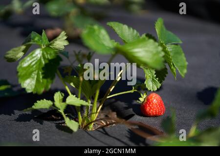 Eine Nahaufnahme eines Bettes mit Erdbeeren ist mit einem schwarzen Tuch bedeckt. Hochwertige Fotos Stockfoto