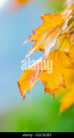 Hintergrund Herbstblätter. Fallender Herbst Ahornblätter Natürlicher Hintergrund. Herbstgelbe Blätter als Naturhintergrund. Herbstsaison Stockfoto