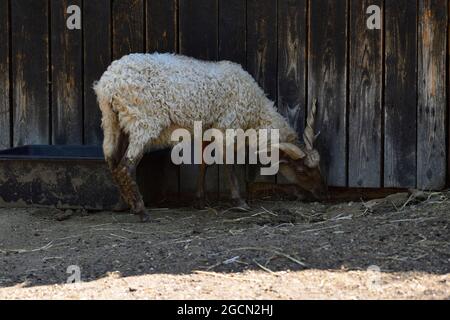 Pamhagen, Burgenland, Österreich. Steppe Wildpark Pamhagen am Neusiedlersee. Rackaschaf (Ovis aries strepsiceros Hungaricus) Stockfoto