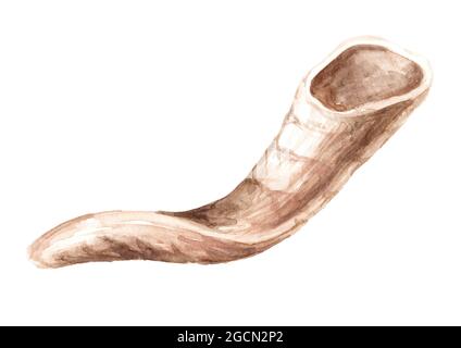 Rams Horn. Handgezeichnete Aquarelldarstellung isoliert auf weißem Hintergrund Stockfoto