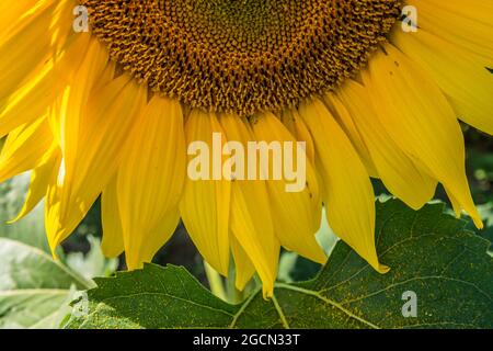 Eine Teilansicht Nahaufnahme einer geöffneten, leuchtend gelben Sonnenblume in Blüte, die Details des Samenkopfes mit Pollen auf dem Blatt und Blütenblättern auf einem Su zeigt Stockfoto