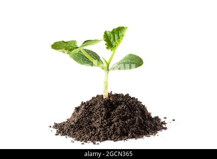 Baby Zucchini sprießen bereit, isoliert auf weißem Hintergrund zu Pflanzen Stockfoto