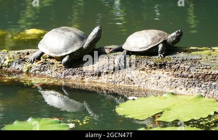 Zwei europäische Teichschildkröten sitzen auf einem Baumstamm und ihre Spiegelungen im grünen Wasser. Stockfoto