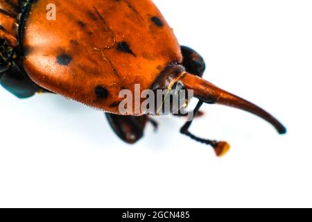 Makrofotografie von Rhynchophorus ferrugineus auf weißem Hintergrund Stockfoto