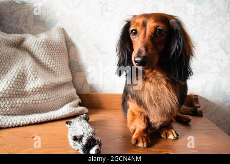 Ganzkörperportrait aus gepflegtem, langhaarigen Dackel in rot-schwarzer Farbe, mit seinem Hundespielzeug. Stockfoto