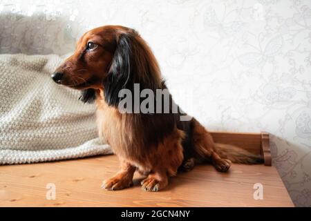 Ganzkörperportrait mit gepflegtem langhaarigen Dackel in roter und schwarzer Farbe, braunen Augen, entzückender schwarzer Nase. Stockfoto