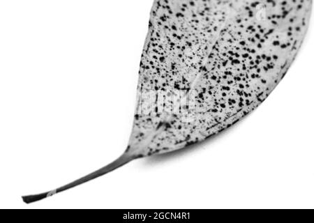 Trockener Eukalyptus mit Flecken auf weißem Hintergrund. Monochromes Bild. Stockfoto