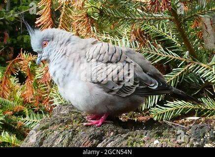 Die Haubentaube oder Ocyphaps-Lophoten ist ein weit verbreiteter Vogel auf dem australischen Festland Stockfoto