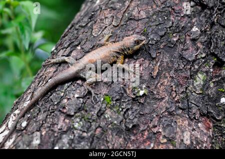 Südamerikanische Eidechse (Liolaemus lemniscatus). Iguazu Nationalpark, Misiones, Argentinien Stockfoto