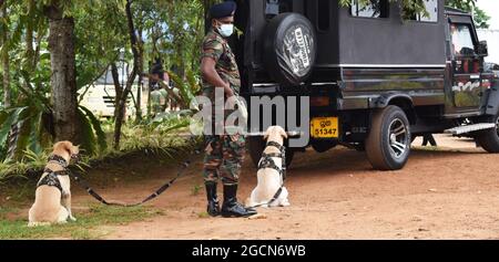 Labrador Retriever Armeehunde bereit für die Suche nach dem Veranstaltungsort vor einem Cricket-Spiel. Auf dem malerischen Cricket-Gelände der Army Ordinance. Dombagoda. Sri Lanka. Stockfoto