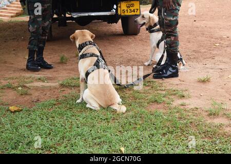 Labrador Retriever Armeehunde bereit für die Suche nach dem Veranstaltungsort vor einem Cricket-Spiel. Auf dem malerischen Cricket-Gelände der Army Ordinance. Dombagoda. Sri Lanka. Stockfoto