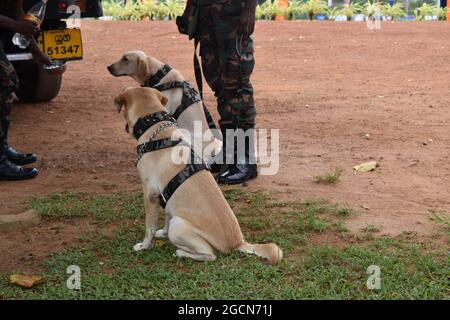 Labrador Retriever Armeehunde bereit für die Suche nach dem Veranstaltungsort vor einem Cricket-Spiel. Auf dem malerischen Cricket-Gelände der Army Ordinance. Dombagoda. Sri Lanka. Stockfoto