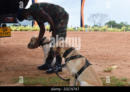 Labrador Retriever Armeehunde bereit für die Suche nach dem Veranstaltungsort vor einem Cricket-Spiel. Auf dem malerischen Cricket-Gelände der Army Ordinance. Dombagoda. Sri Lanka. Stockfoto