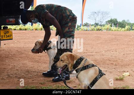 Labrador Retriever Armeehunde bereit für die Suche nach dem Veranstaltungsort vor einem Cricket-Spiel. Auf dem malerischen Cricket-Gelände der Army Ordinance. Dombagoda. Sri Lanka. Stockfoto