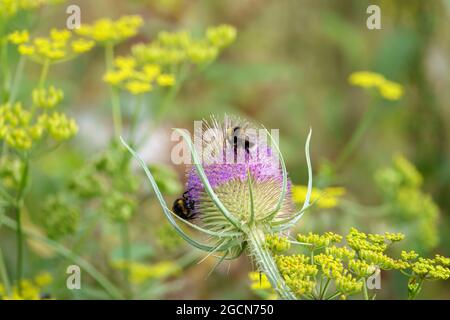 Hummel (Bombus), die auf einer wunderschönen Distel der Wilden Teasel (Dipsacus fullonum) auf der Salisbury Plain, Großbritannien, füttert Stockfoto