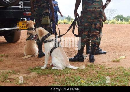 Labrador Retriever Armeehunde bereit für die Suche nach dem Veranstaltungsort vor einem Cricket-Spiel. Auf dem malerischen Cricket-Gelände der Army Ordinance. Dombagoda. Sri Lanka. Stockfoto