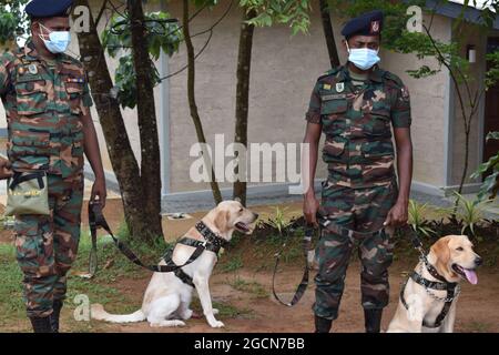 Labrador Retriever Armeehunde bereit für die Suche nach dem Veranstaltungsort vor einem Cricket-Spiel. Auf dem malerischen Cricket-Gelände der Army Ordinance. Dombagoda. Sri Lanka. Stockfoto