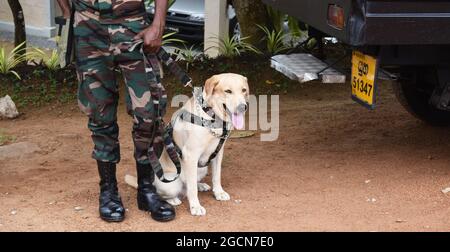 Labrador Retriever Armeehunde bereit für die Suche nach dem Veranstaltungsort vor einem Cricket-Spiel. Auf dem malerischen Cricket-Gelände der Army Ordinance. Dombagoda. Sri Lanka. Stockfoto