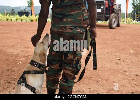 Hund, der aufschaut, ist Trainer. Labrador Retriever Armeehunde bereit für die Suche nach dem Veranstaltungsort vor einem Cricket-Spiel. Auf dem malerischen Cricket-Gelände der Army Ordinance. Dombagoda. Sri Lanka. Stockfoto