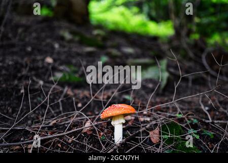 Im Wald im Dorf Ochotnica Gorna Stockfoto