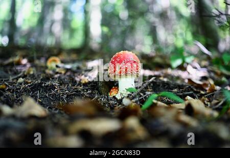 Im Wald im Dorf Ochotnica Gorna Stockfoto